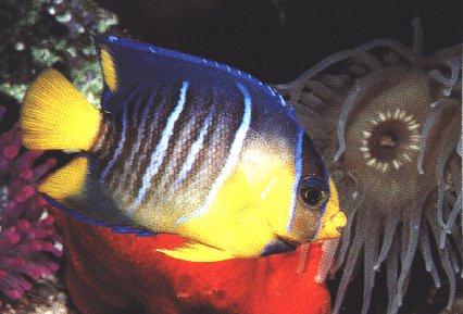 UnderWater Pic02-Tropical Fish-JellyFish.jpg