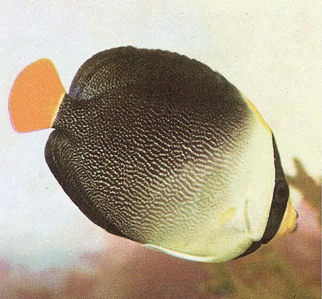Tropical Fish02-Black Banded Head-Orange Caudal Fin.jpg