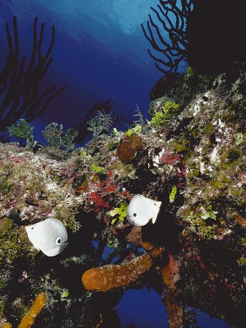 Tropical Animals-0015-2 White Butterflyfishes.jpg