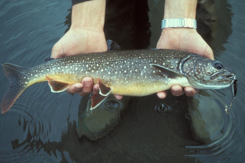Fisher holding Lake trout-Lake Trout (Salvelinus namaycush).jpg
