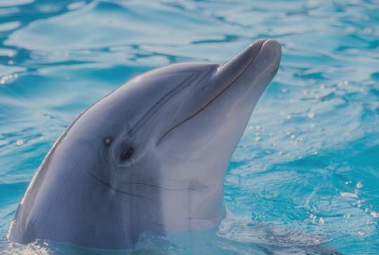 Bottle Nosed Dolphin-porpoise1.jpg