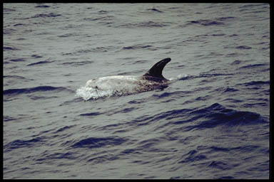 Rissos dolphin-Risso\'s Dolphin (Grampus griseus).jpg