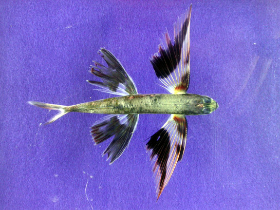 Band-wing flyingfish Cheilopogon exsiliens.jpg