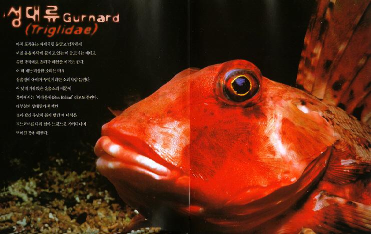 Triglid-Gurnard fish-face closeup.jpg