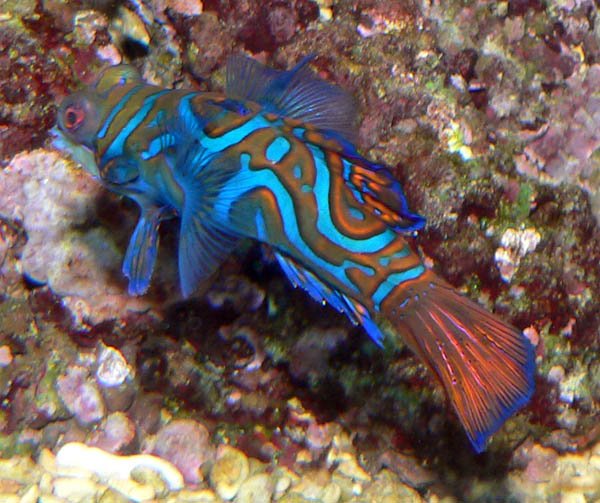 Synchiropus splendidus 1-Mandarinfish (Synchiropus splendidus).jpg
