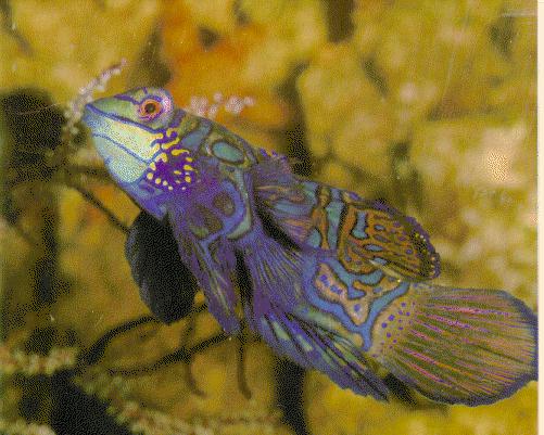Blue Mandarin Fish071-closeup.jpg