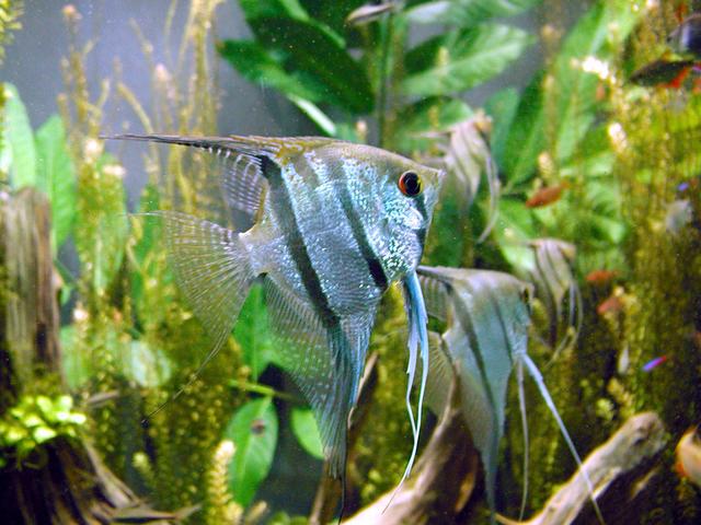 Freshwater angelfish biodome-Common freshwater angelfish, Pterophyllum scalare.jpg