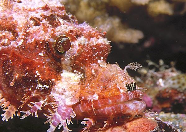 17-Scorpionfish.jpg