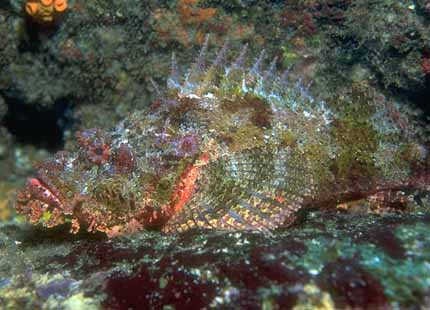 Galapagos Fish 09-Weird Tropical StoneFish.jpg