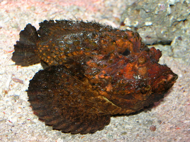 Stone Fish at AQWA SMC2006-Stonefish (Synanceia verrucosa).jpg