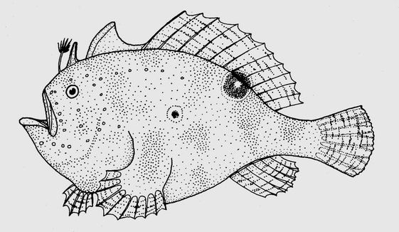 Antennarius nummifer (Spotfin frogfish).jpg
