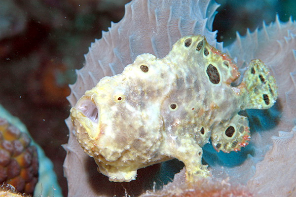 6983 aquaimages-Ocellated frogfish, Antennarius ocellatus.jpg
