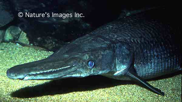 garallig-Long-nosed or Longnose Garfish-face closeup.jpg