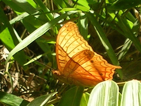 Cruiser Butterfly (Vindula erota).jpg