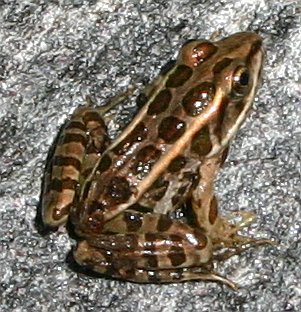 WhiteMountainsFrog-Pickerel Frog (Lithobates palustris).jpg
