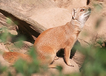 Yellowmongoose-Yellow Mongoose (Cynictis penicillata).jpg