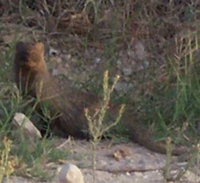 Egyptian Mongoose (Herpestes ichneumon).jpg