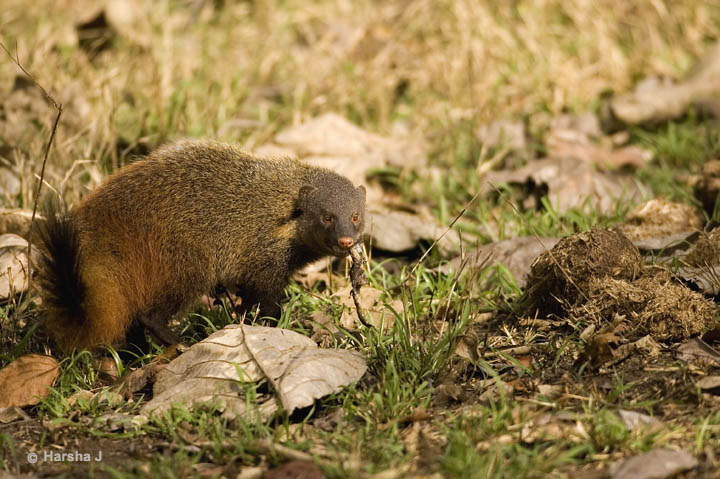 Stripeneck Mongoose-Stripe-necked Mongoose (Herpestes vitticollis).jpg