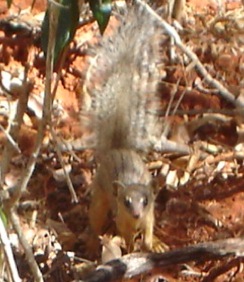 Bokyboky3-Narrow-striped Mongoose (Mungotictis decemlineata).jpg