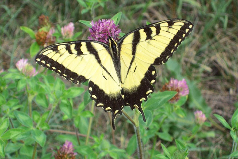 Eastern Tiger Swallowtail (Papilio glaucus) male.jpg