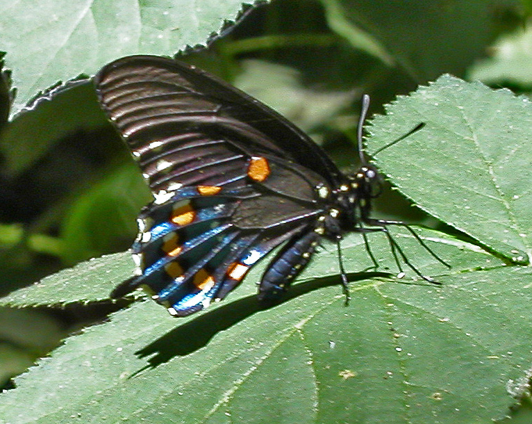 Pipevineswallowtail-Pipevine Swallowtail (Battus philenor).jpg