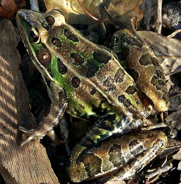 Rana sphenocephala-Southern Leopard Frog (Lithobates sphenocephalus).jpg