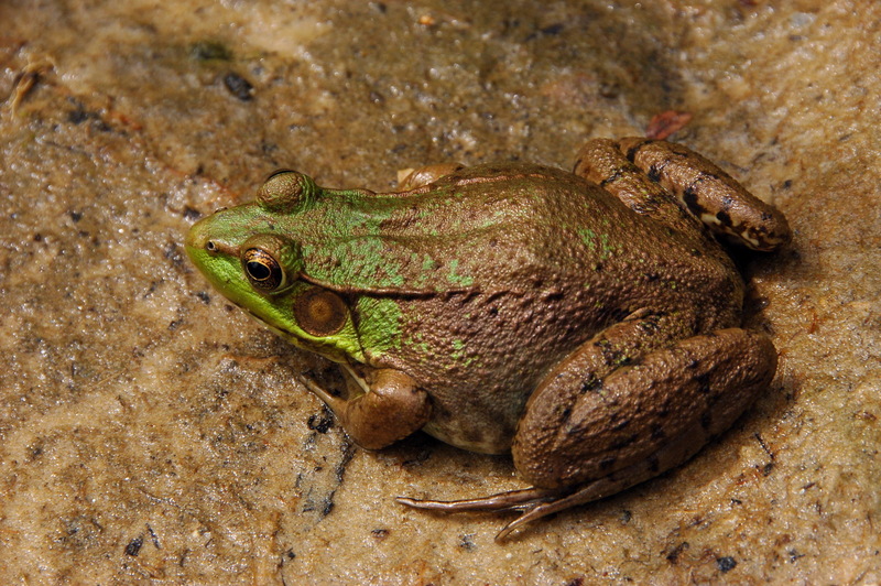 Green Frog Rana clamitans Facing Left 1504px-Green Frog (Lithobates clamitans).jpg