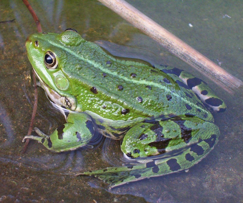 Teichfrosch-Edible Frog (Rana kl. esculenta).jpg