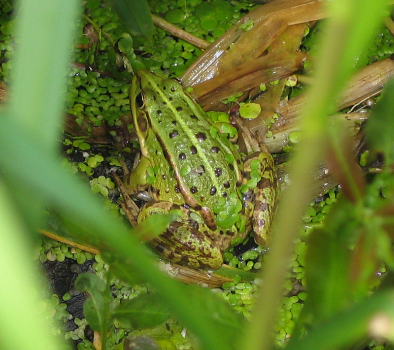 Pool Frog (Rana lessonae).jpg