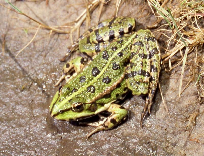 Rana Ridibunda Female-Marsh Frog (Rana ridibunda).jpg
