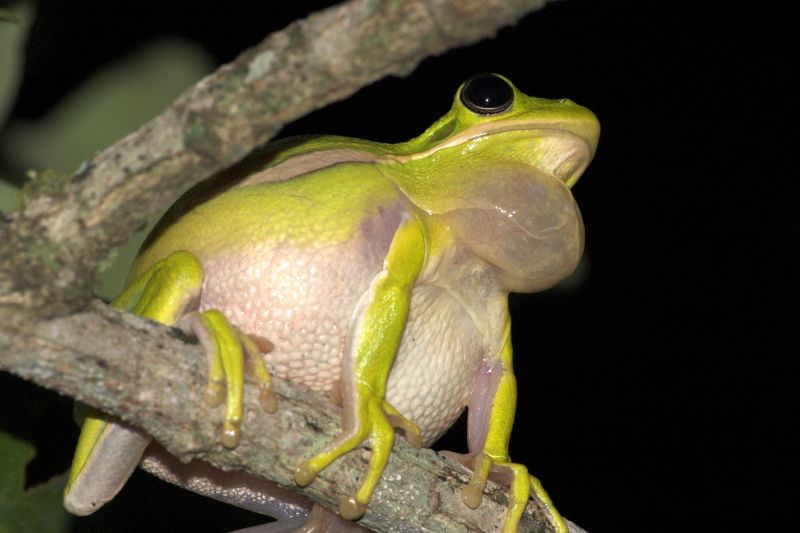 Hyla cinerea - distended vocal sac-American Green Treefrog (Hyla cinerea).jpg