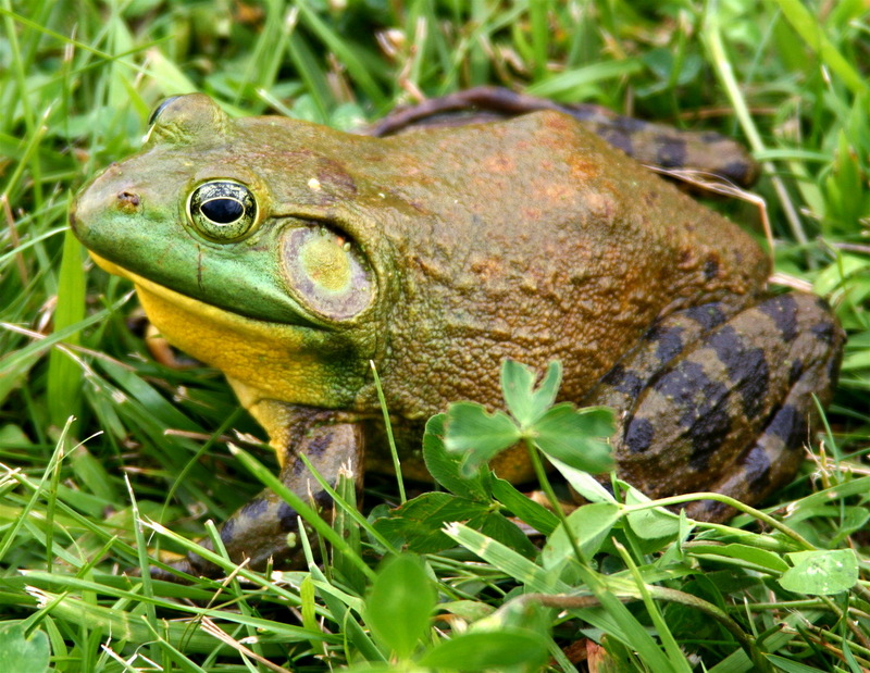 North-American-bullfrog1-American Bullfrog (Lithobates catesbeianus).jpg