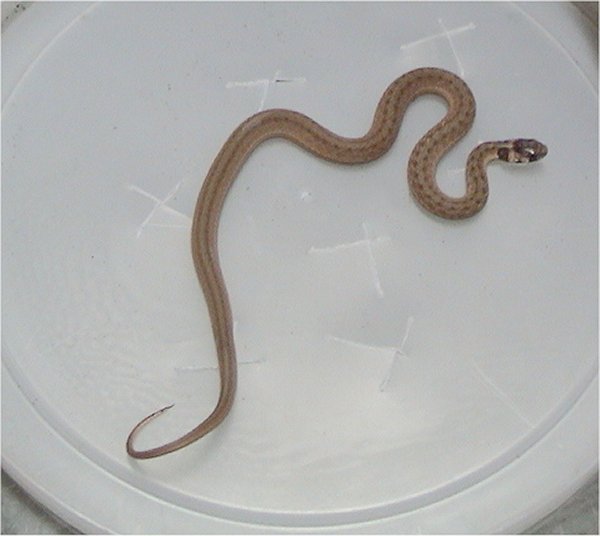Texas Brown Snake, Storeria dekayi texana.jpg