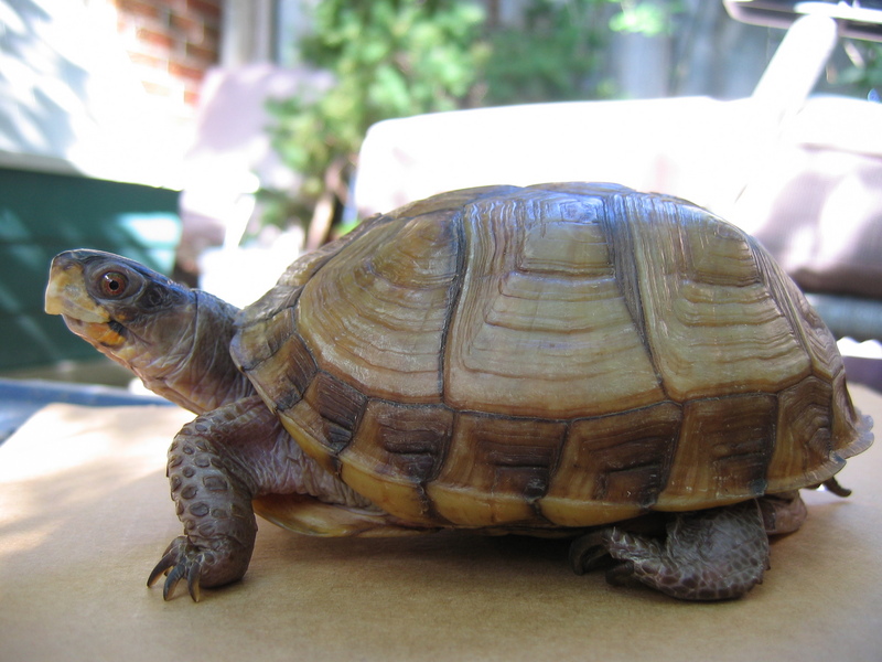 Three-toed Box Turtle (Terrapene carolina triunguis).jpg