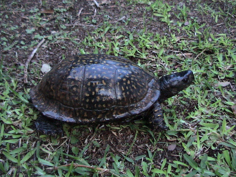 Gulf Coast Box Turtle (Terrapene carolina major).jpg