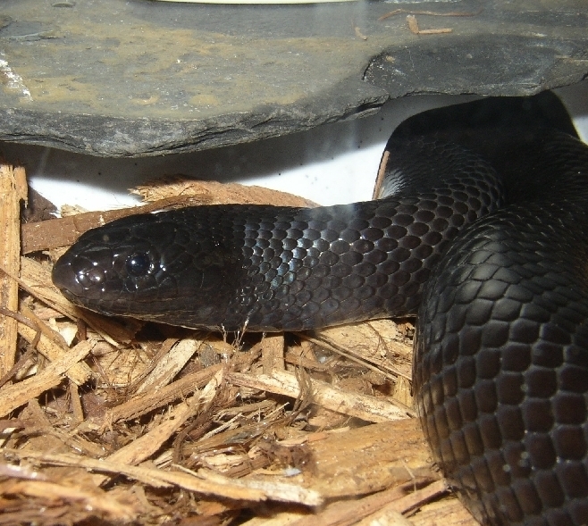 Slick1-Black Mexican King Snake or Lampropeltis getula nigrita.jpg