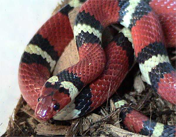 Lampropeltis triangulum elapsoides-Scarlet King snake, Lampropeltis triangulum elapsoides.jpg