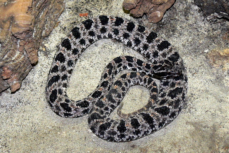 Sistrurus miliaris barbouri 2-Dusky Pigmy Rattlesnake (Sistrurus miliarius barbouri.jpg