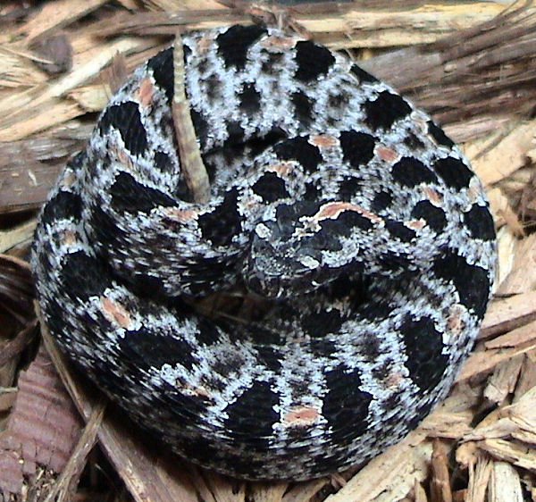 Western Pygmy Rattlesnake (Sistrurus miliarius streckeri).jpg