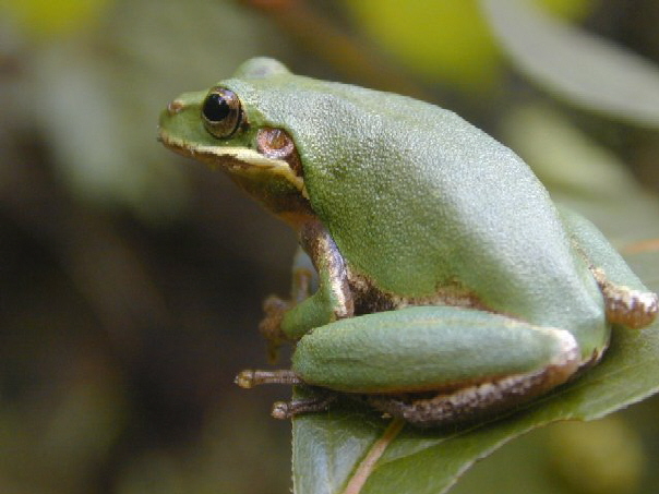 Hyla squirella1-Squirrel Tree Frog (Hyla squirella).jpg