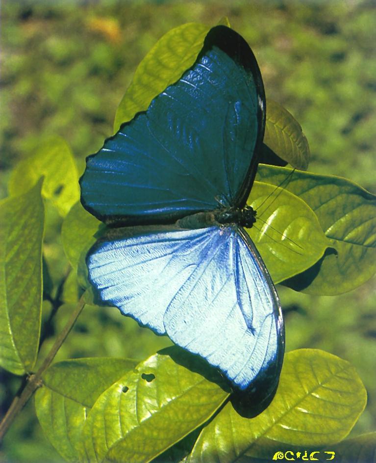 Blue Morpho Butterfly-sitting on leaves-closeup.jpg