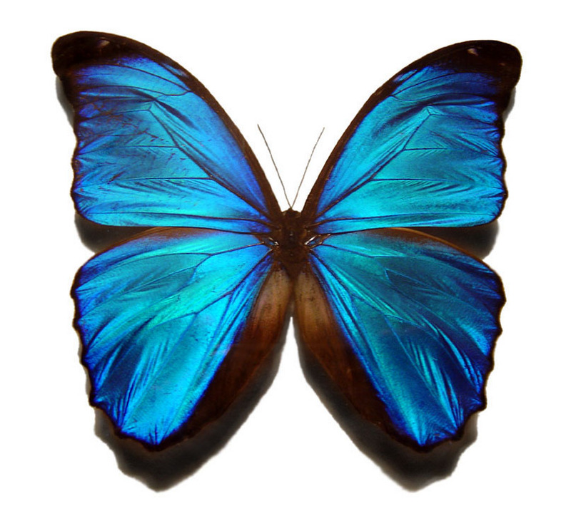 Blue morpho butterfly-Menelaus Blue Morpho (Morpho menelaus).jpg