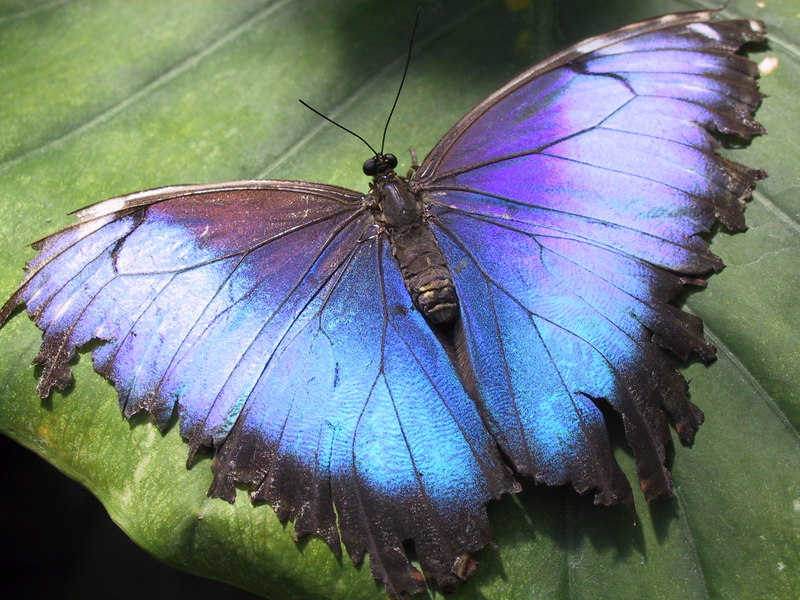 Hunawihr-morpho-butterfly-Blue Morpho (Morpho deidamia).jpg