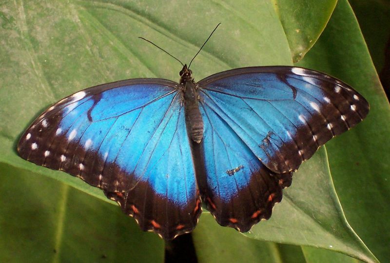 Tropical butterfly-Peleides Blue Morpho (Morpho peleides).jpg