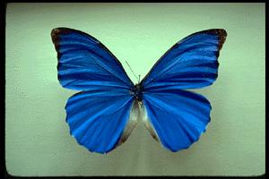Blue Morpho Butterfly36sm-specimen.jpg