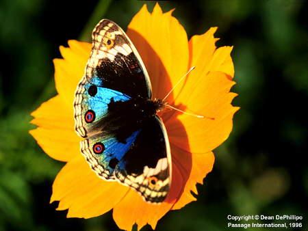 Amazon Morpho Butterfly-On Flower.jpg