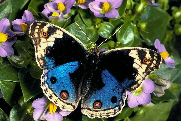 432036-Butterfly.jpg