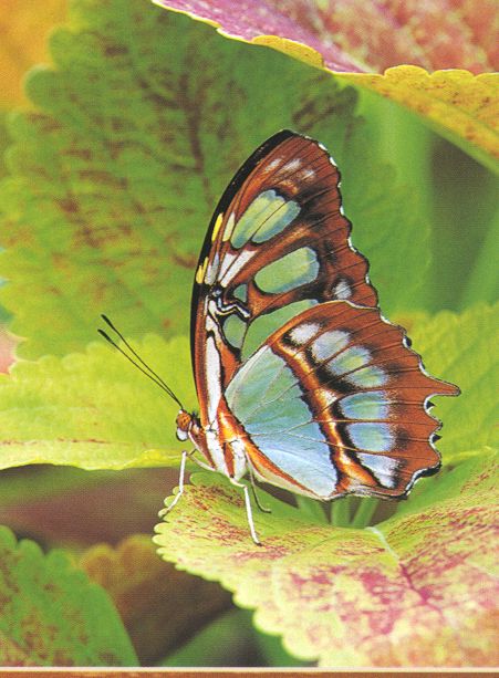 Nymphalidae Butterfly unidentified-by Joel Williams.jpg
