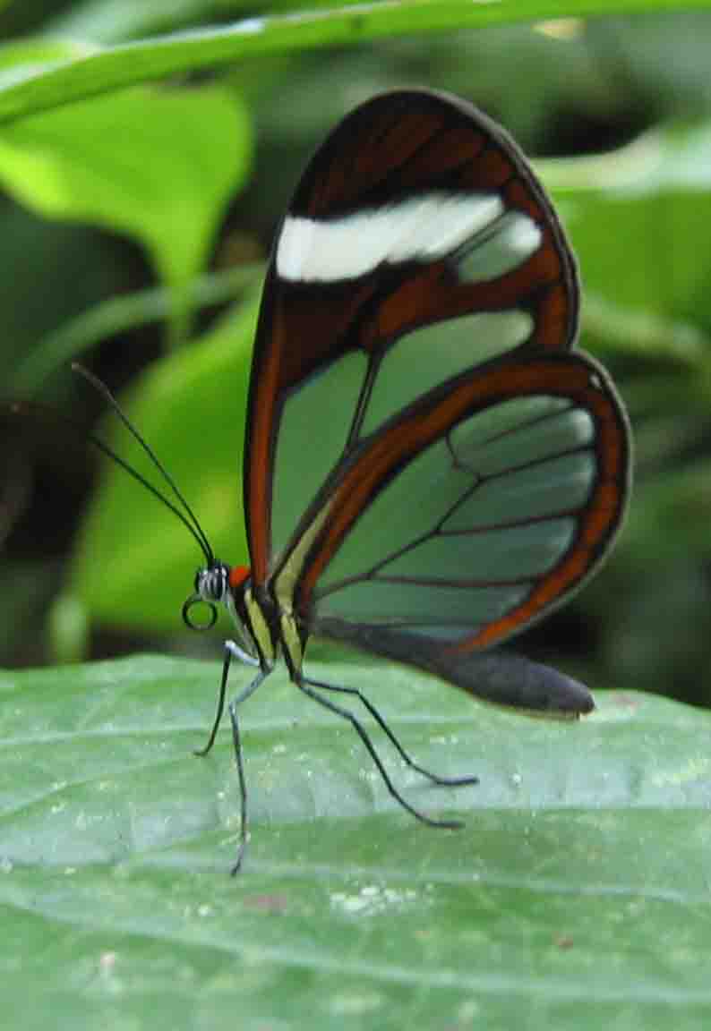 Glasswing butterfly Panama-Glasswing Butterfly (Greta oto).jpg