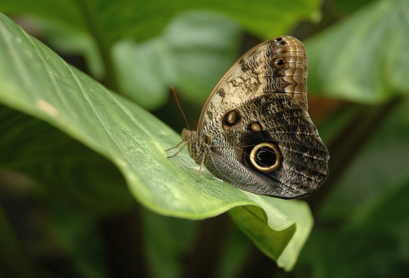 Caligo Memnon Owl Butterfly.jpg